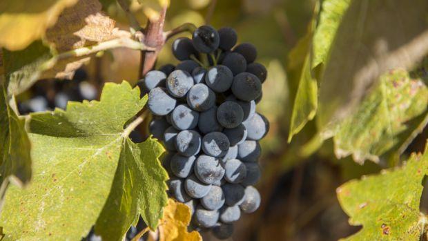 Villard Fine Wines - Image 2